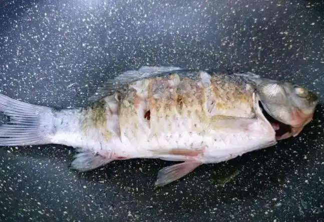 煎鲫鱼失败经验_厨房小白黑暗料理做法_明星黑暗料理图片大全高清,